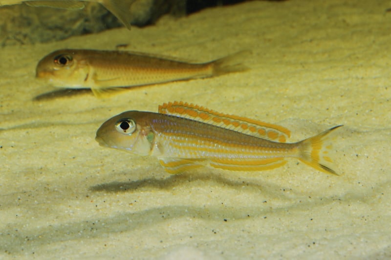 Xenotilapia ochrogenys 'Karilani Island'